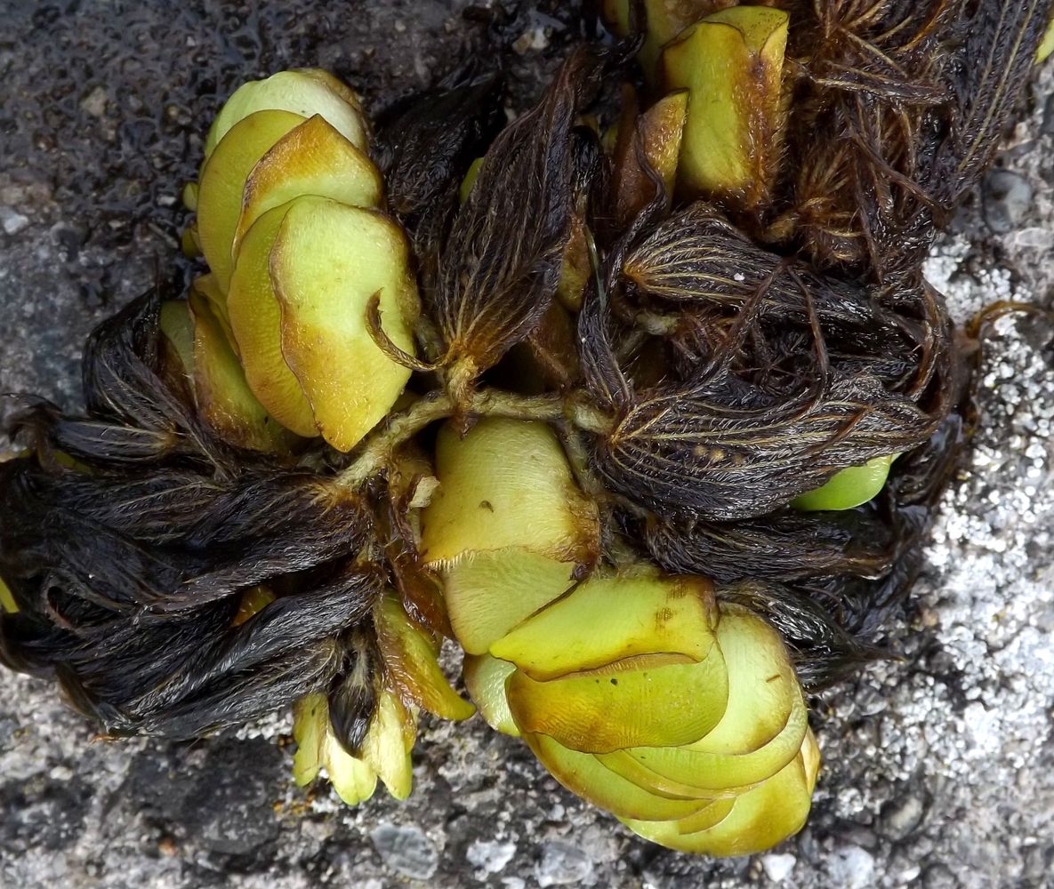 Image of Salvinia molesta specimen.