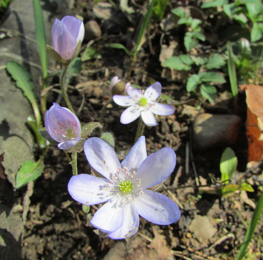 Изображение особи Hepatica nobilis.