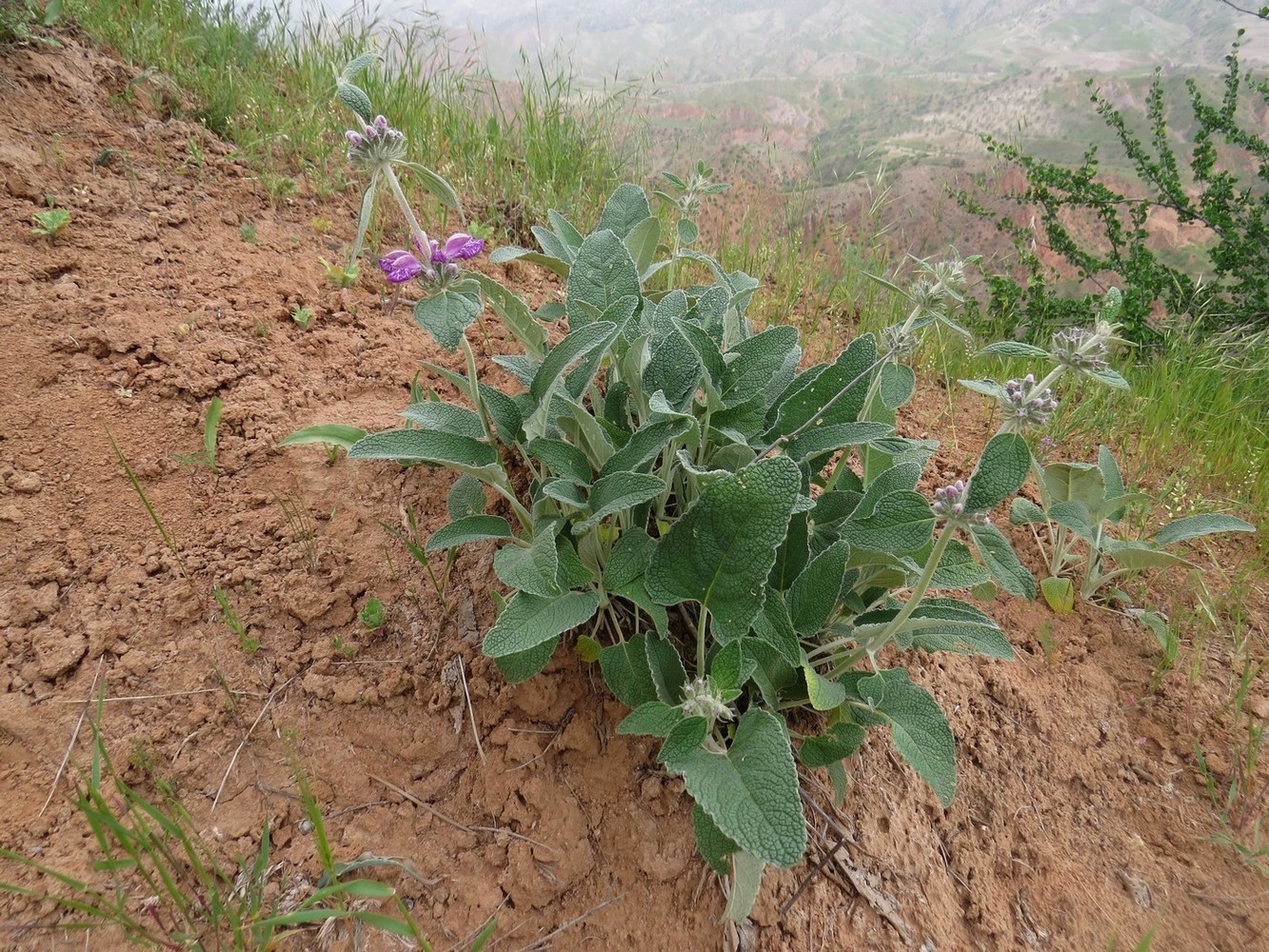 Изображение особи Phlomis betonicifolia.