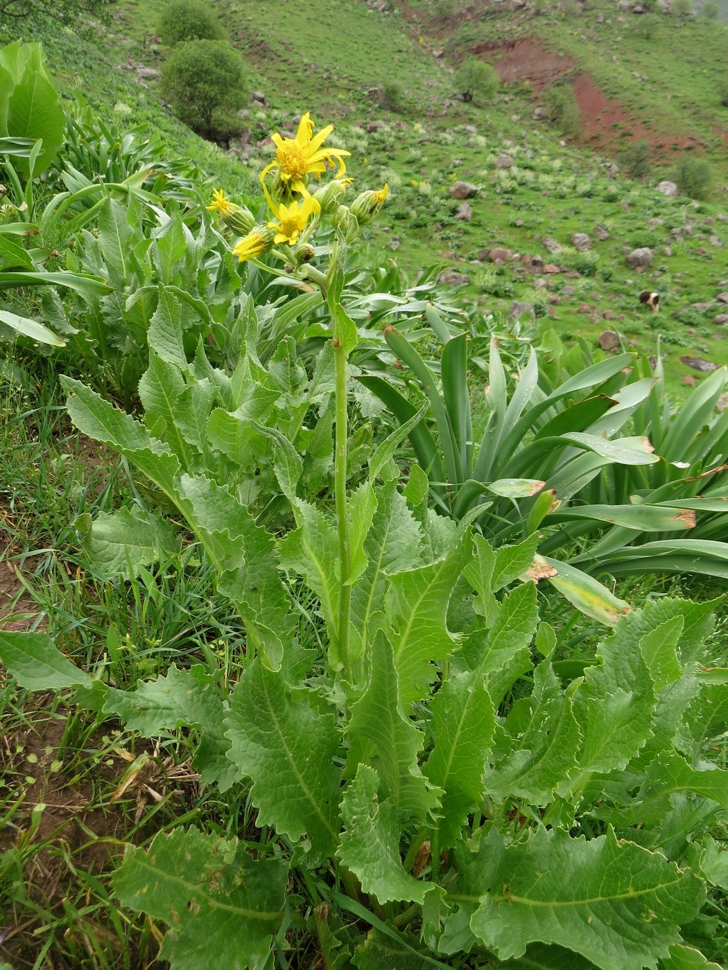 Image of Senecio franchetii specimen.