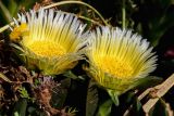 Carpobrotus edulis. Цветки. Израиль, г. Тель-Авив, возле моря. 07.04.2018.