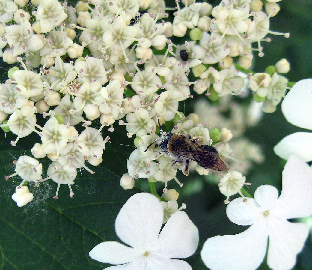 Изображение особи Viburnum opulus.