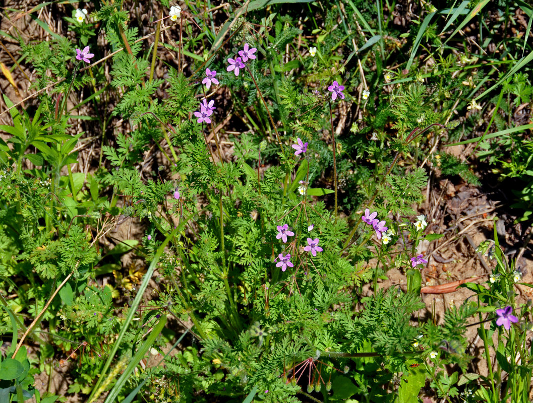 Изображение особи Erodium cicutarium.