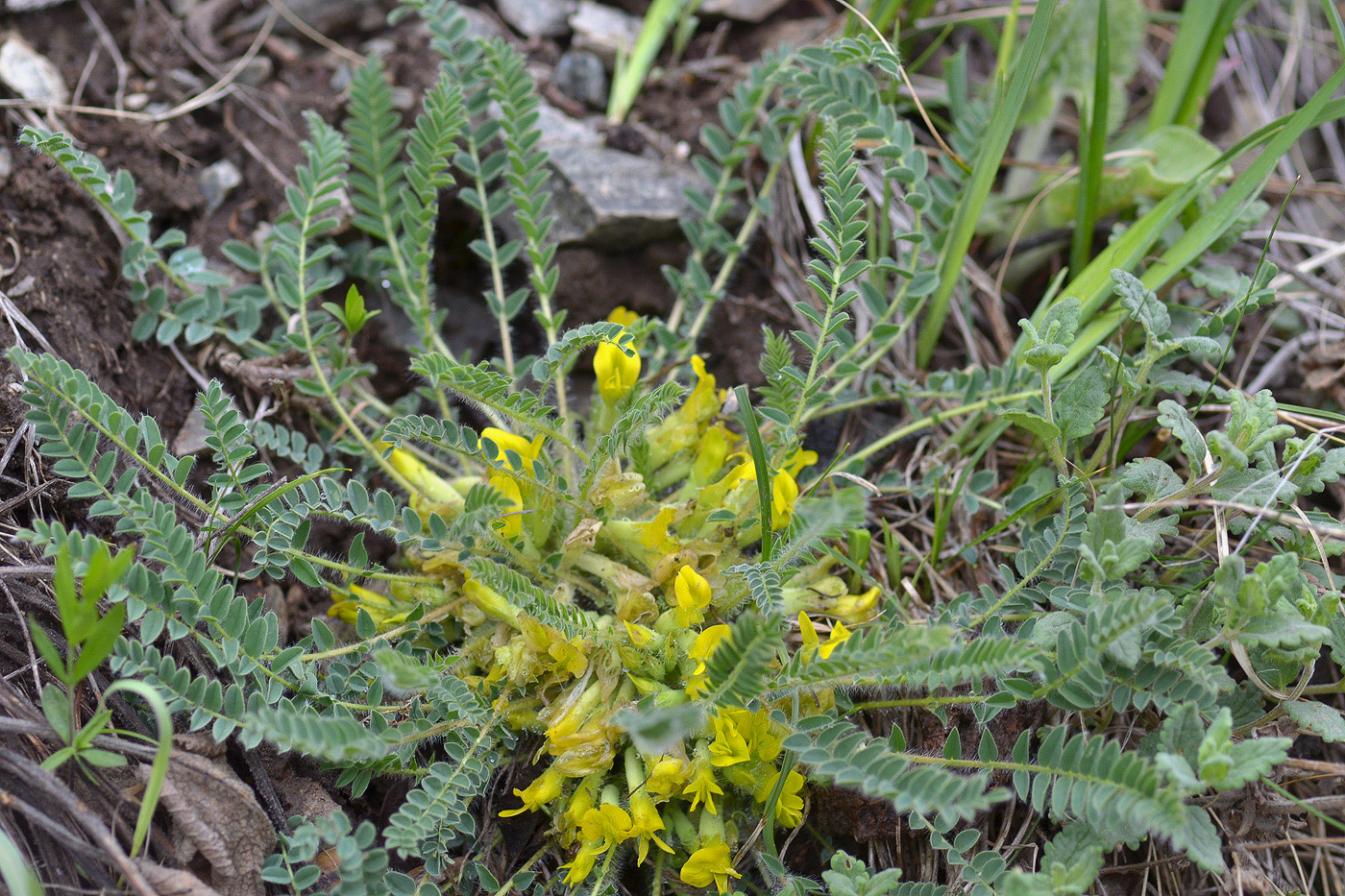 Image of genus Astragalus specimen.