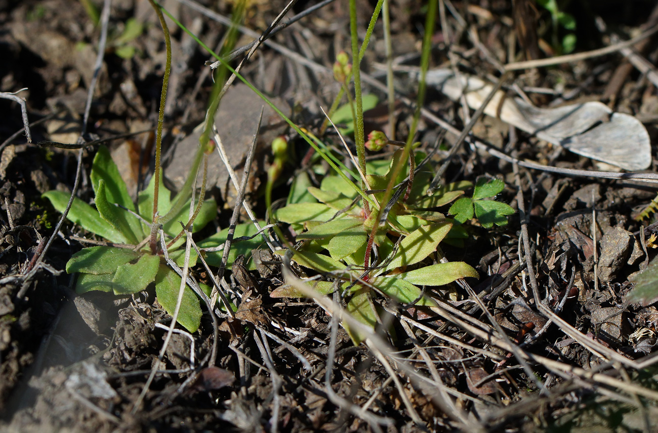 Image of Androsace lactiflora specimen.