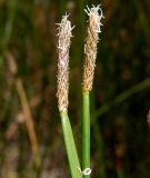 Eleocharis palustris