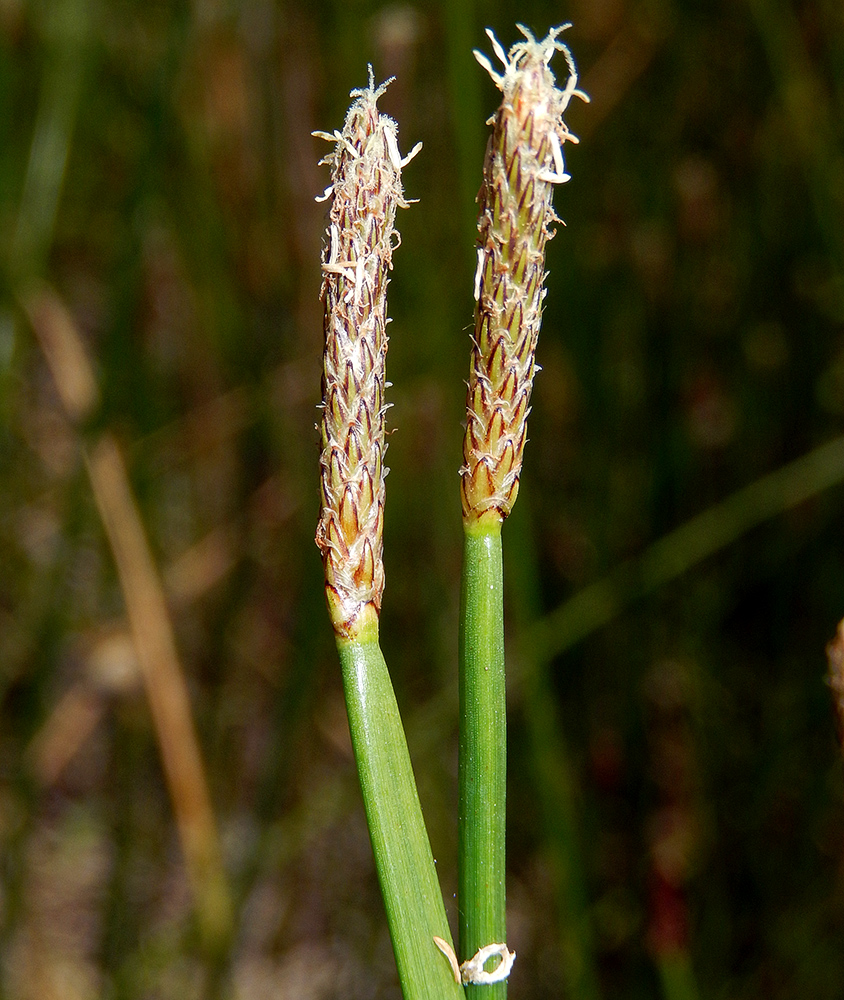 Изображение особи Eleocharis palustris.