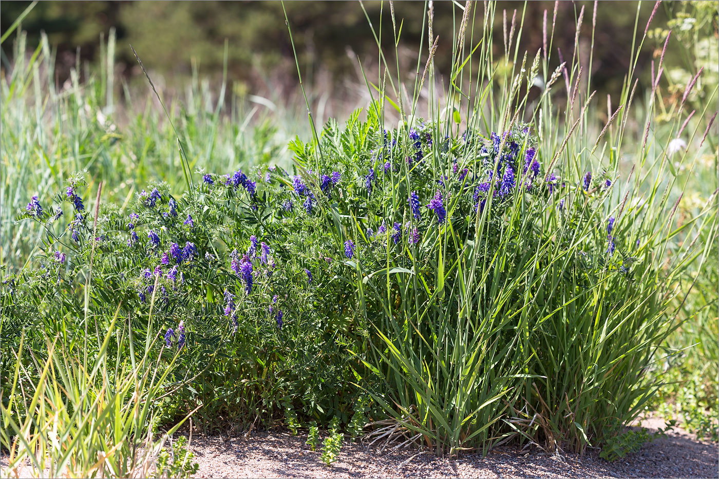 Image of Vicia cracca specimen.
