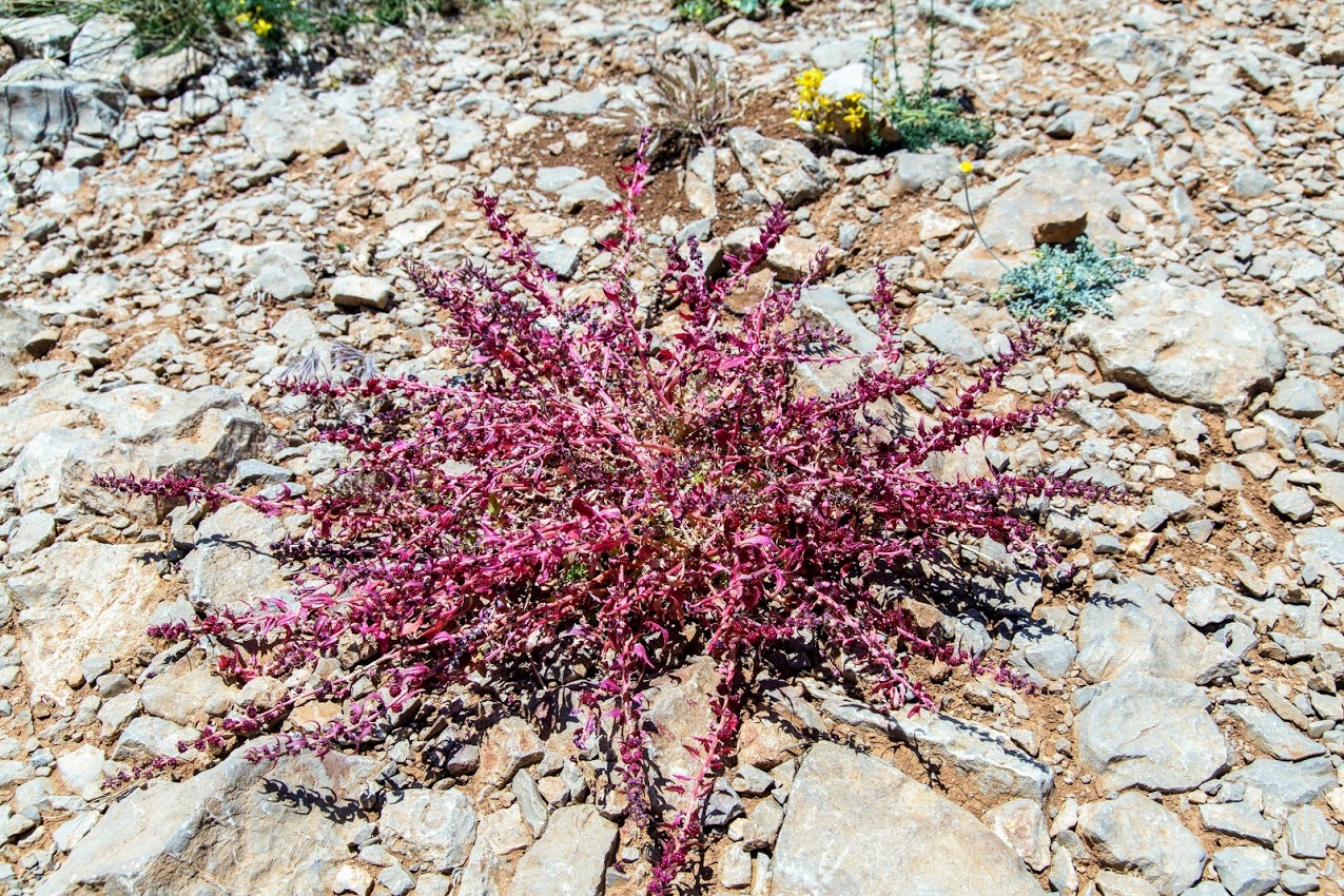 Image of Blitum virgatum specimen.
