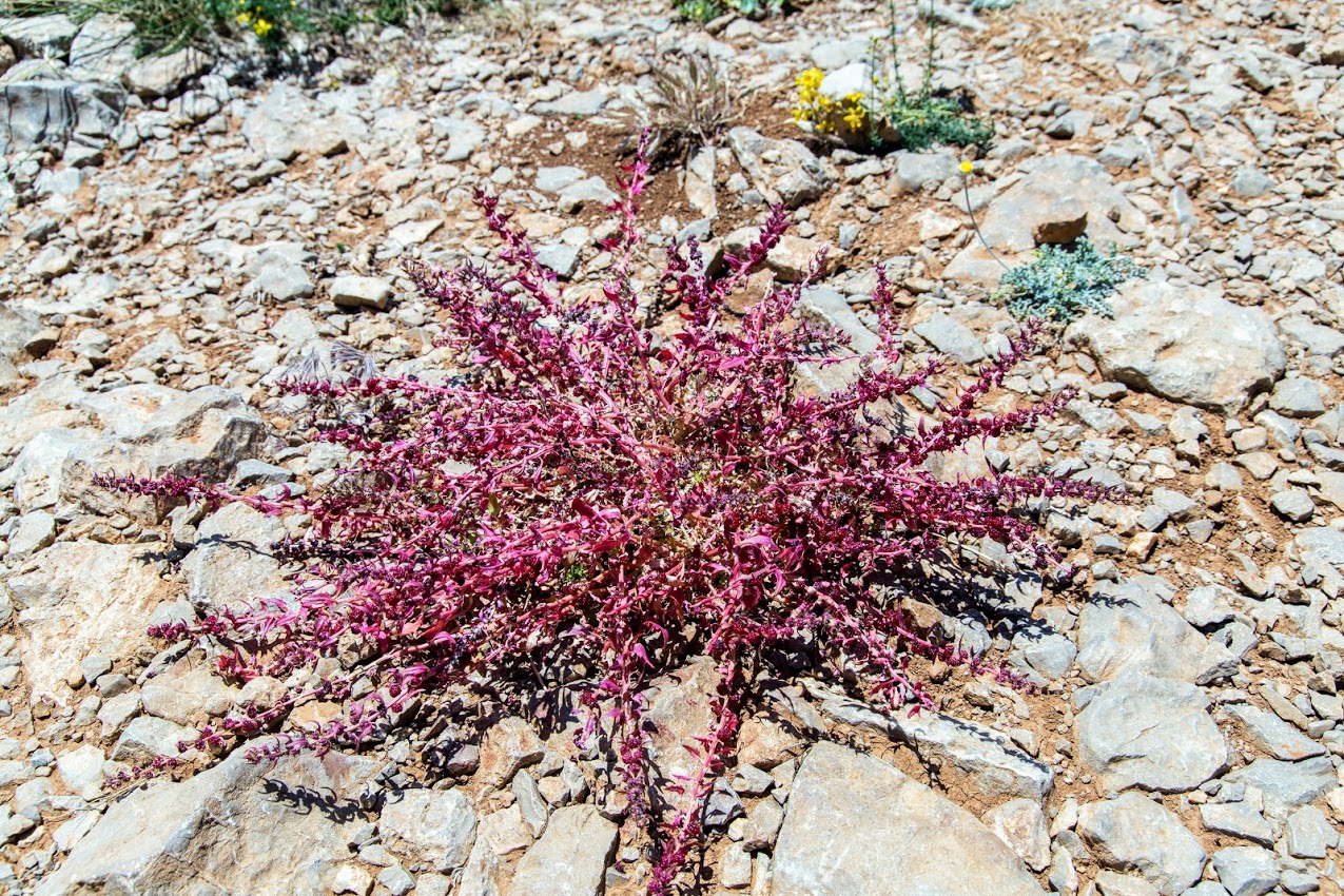 Image of Blitum virgatum specimen.