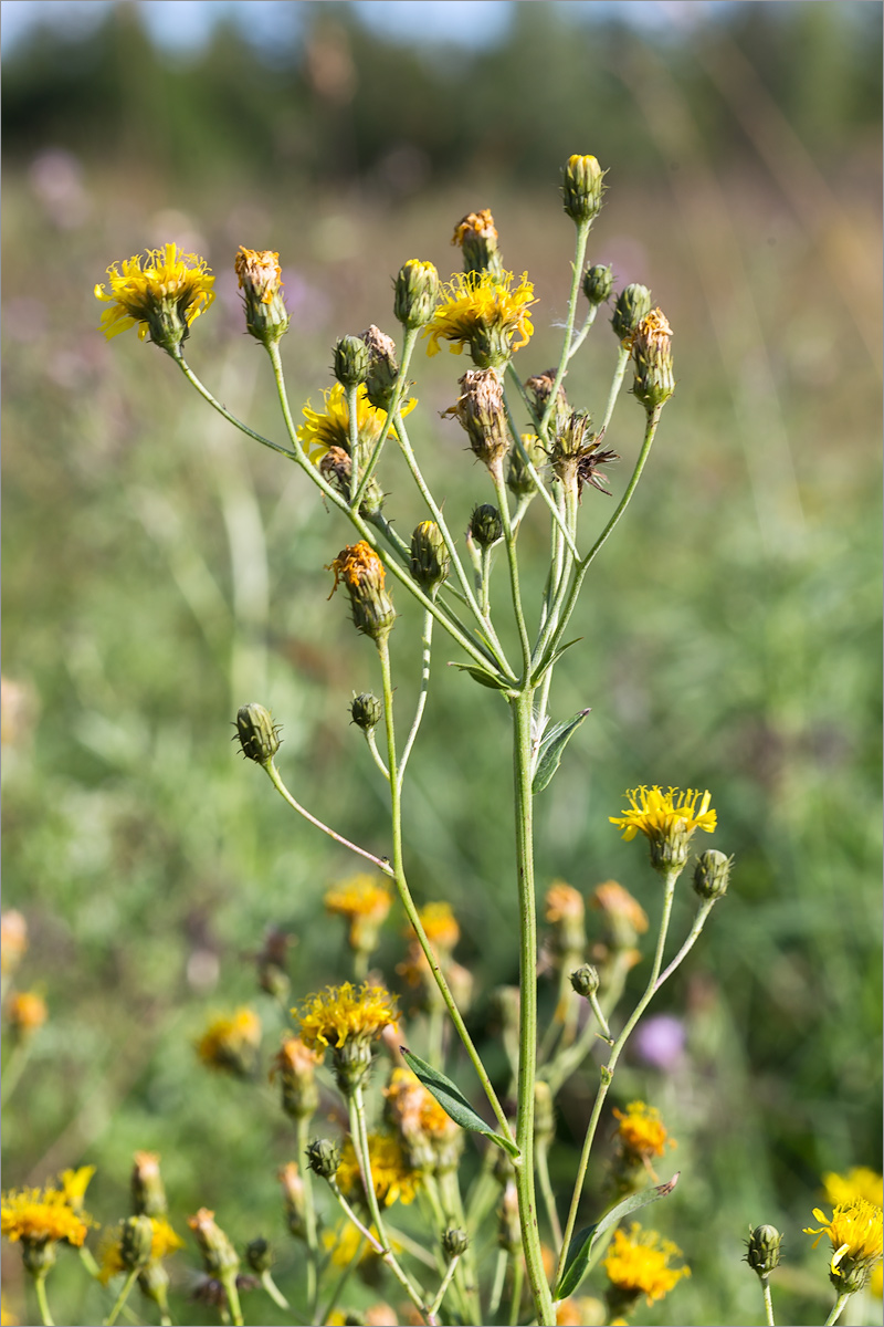 Изображение особи Hieracium umbellatum.