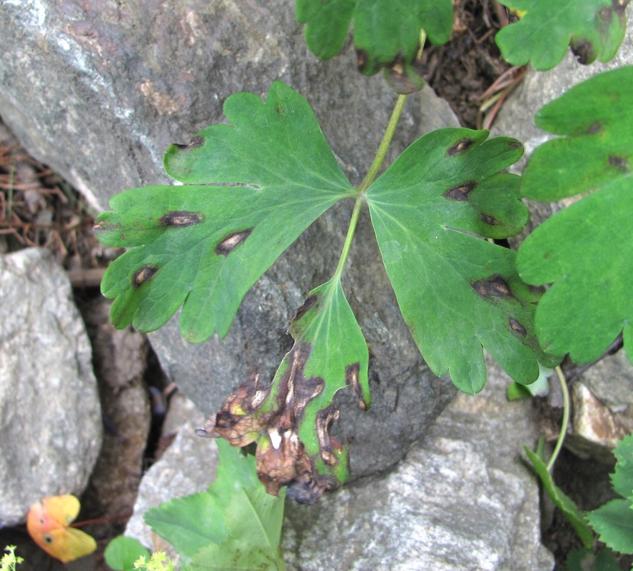 Изображение особи Aquilegia olympica.