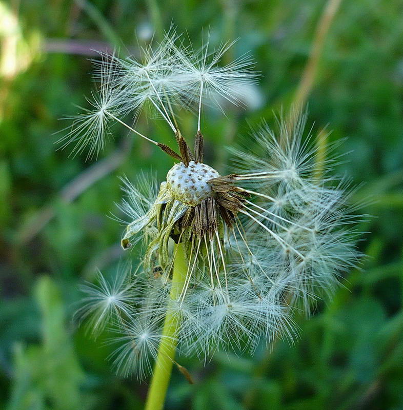 Изображение особи Taraxacum officinale.