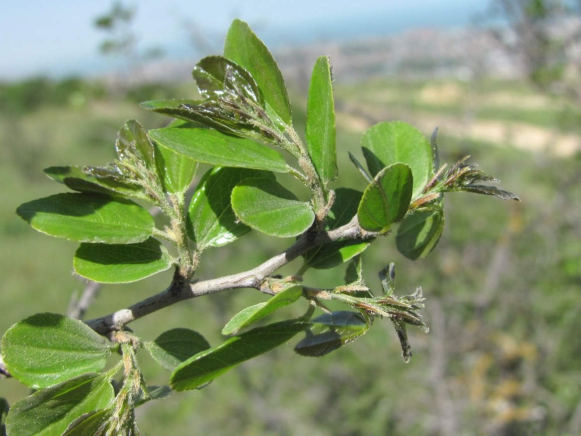 Image of Paliurus spina-christi specimen.
