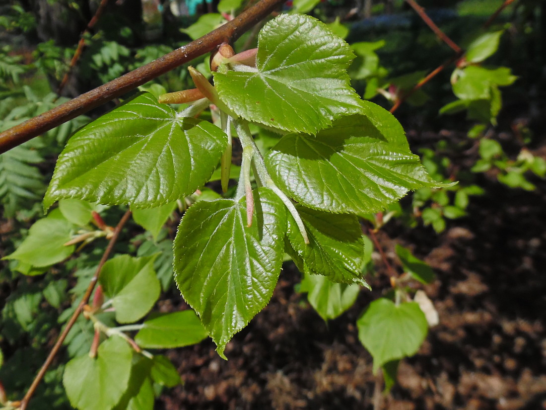 Image of Tilia cordata specimen.