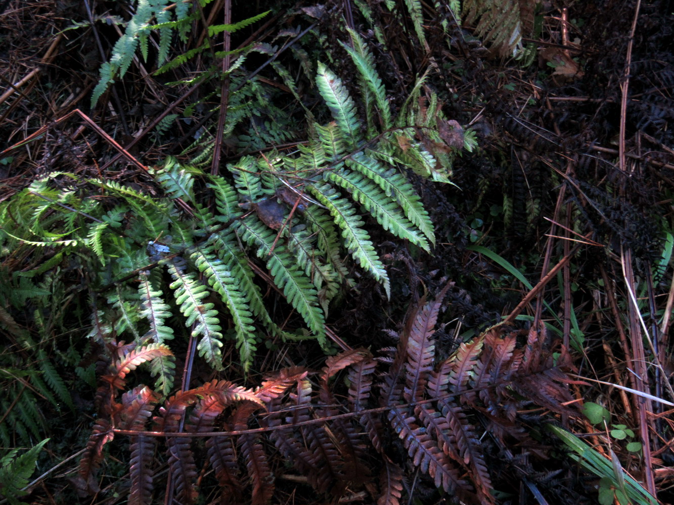 Image of Dryopteris filix-mas specimen.