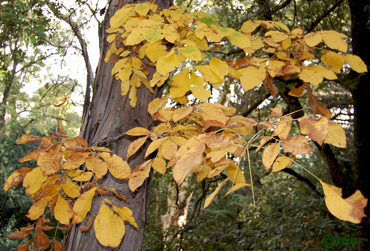 Изображение особи Carya ovata.