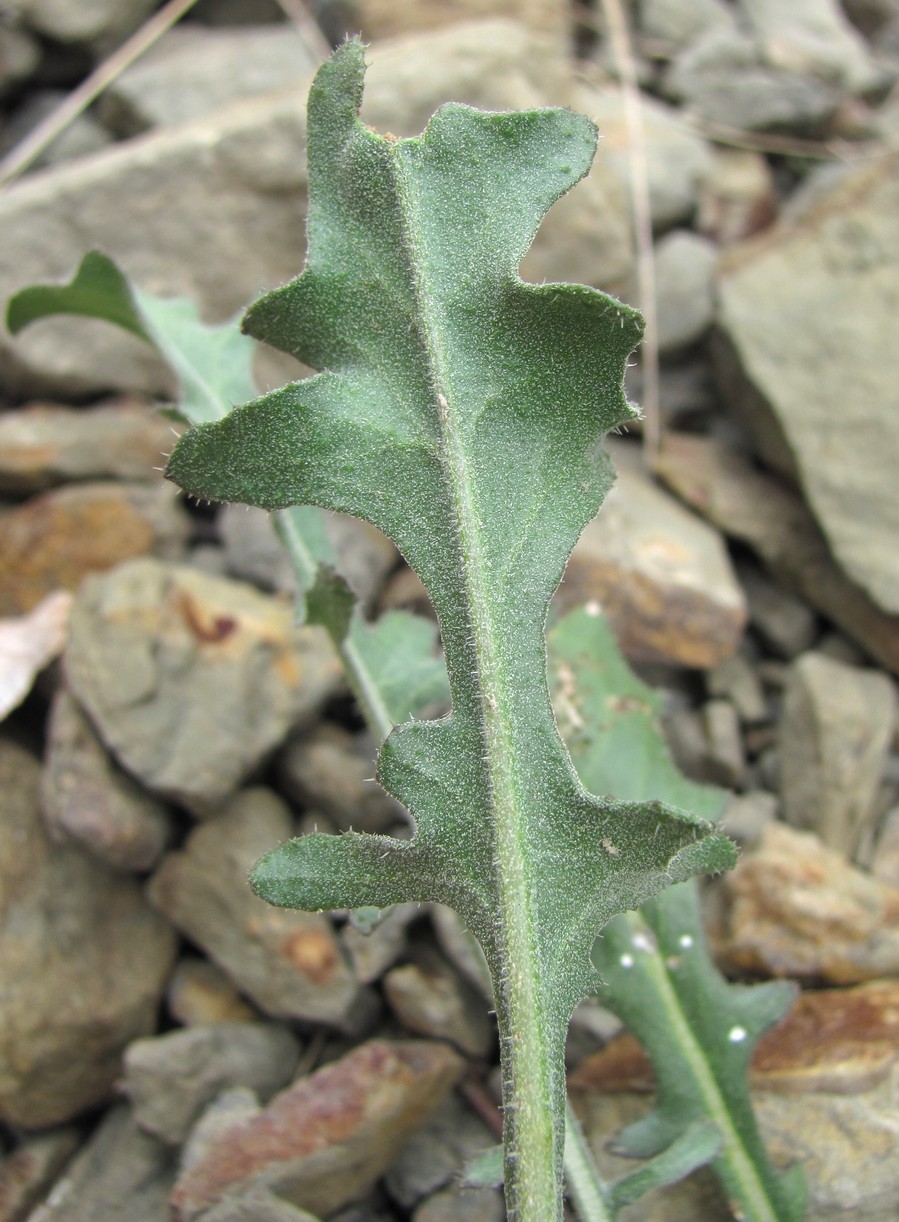 Image of genus Picris specimen.