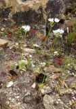 Ornithogalum thyrsoides