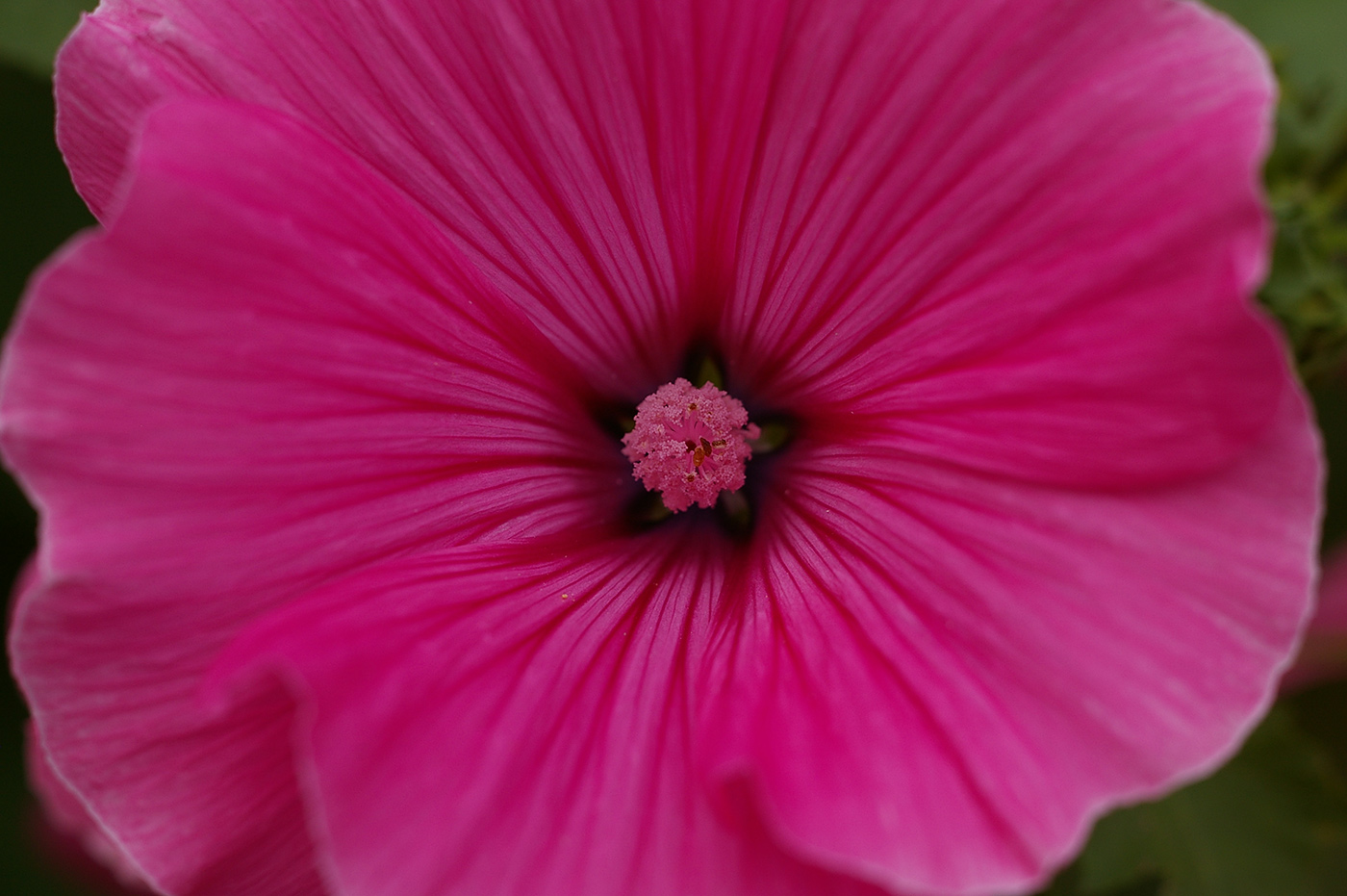 Image of Malva trimestris specimen.