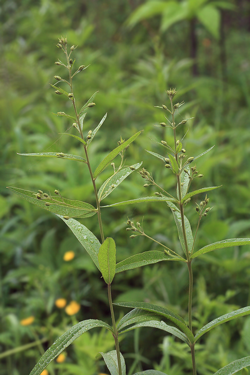 Изображение особи Lysimachia davurica.