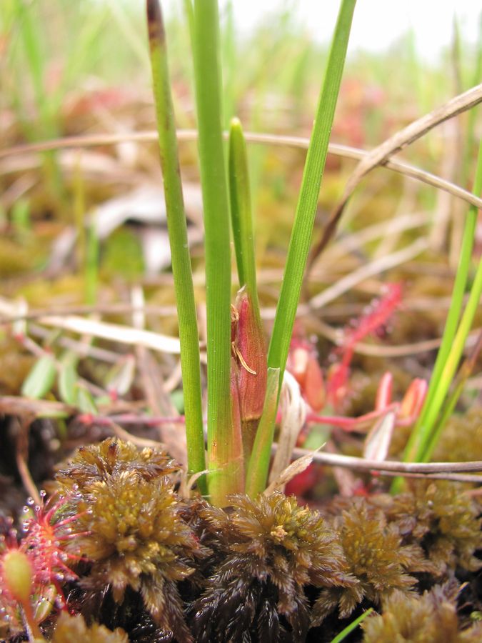 Изображение особи Scheuchzeria palustris.