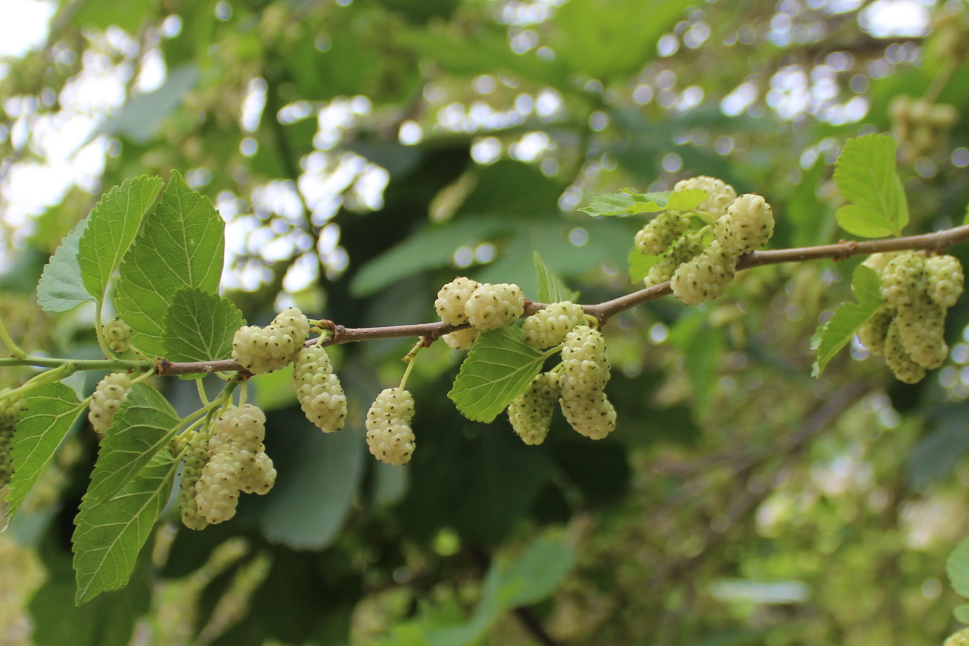 Изображение особи Morus alba.