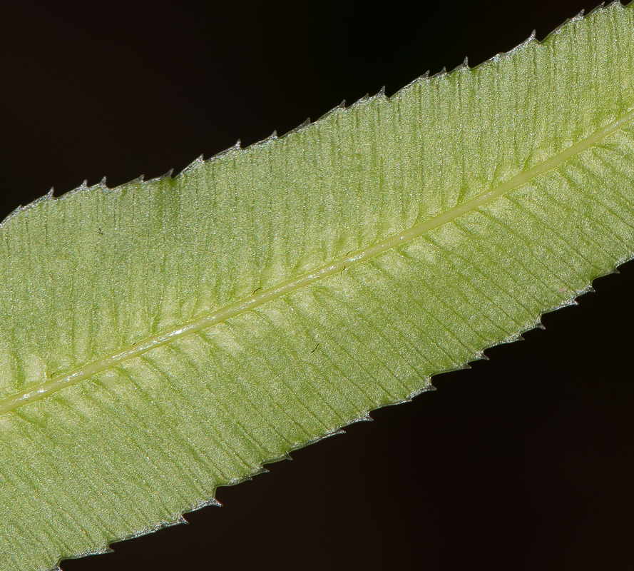 Image of Pteris cretica specimen.