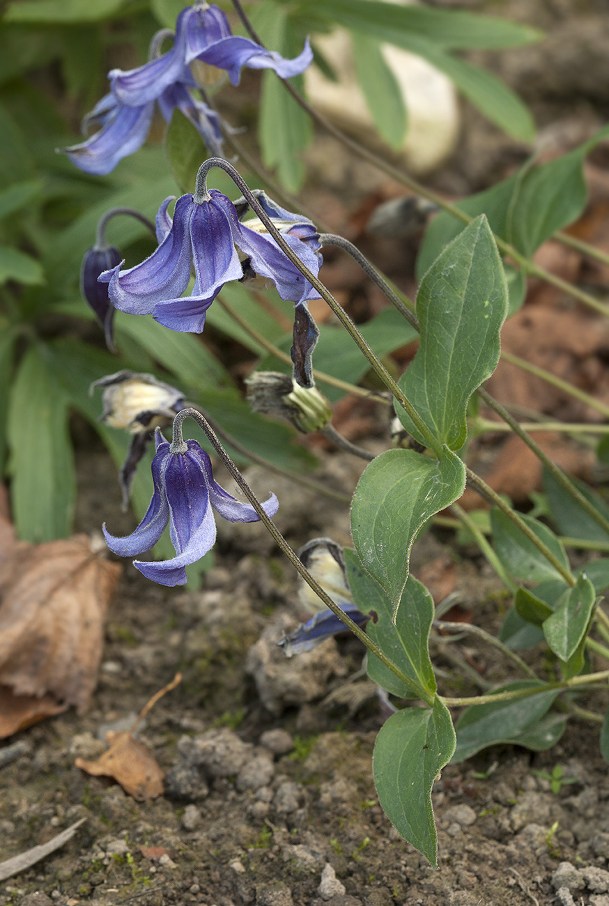 Image of Clematis integrifolia specimen.