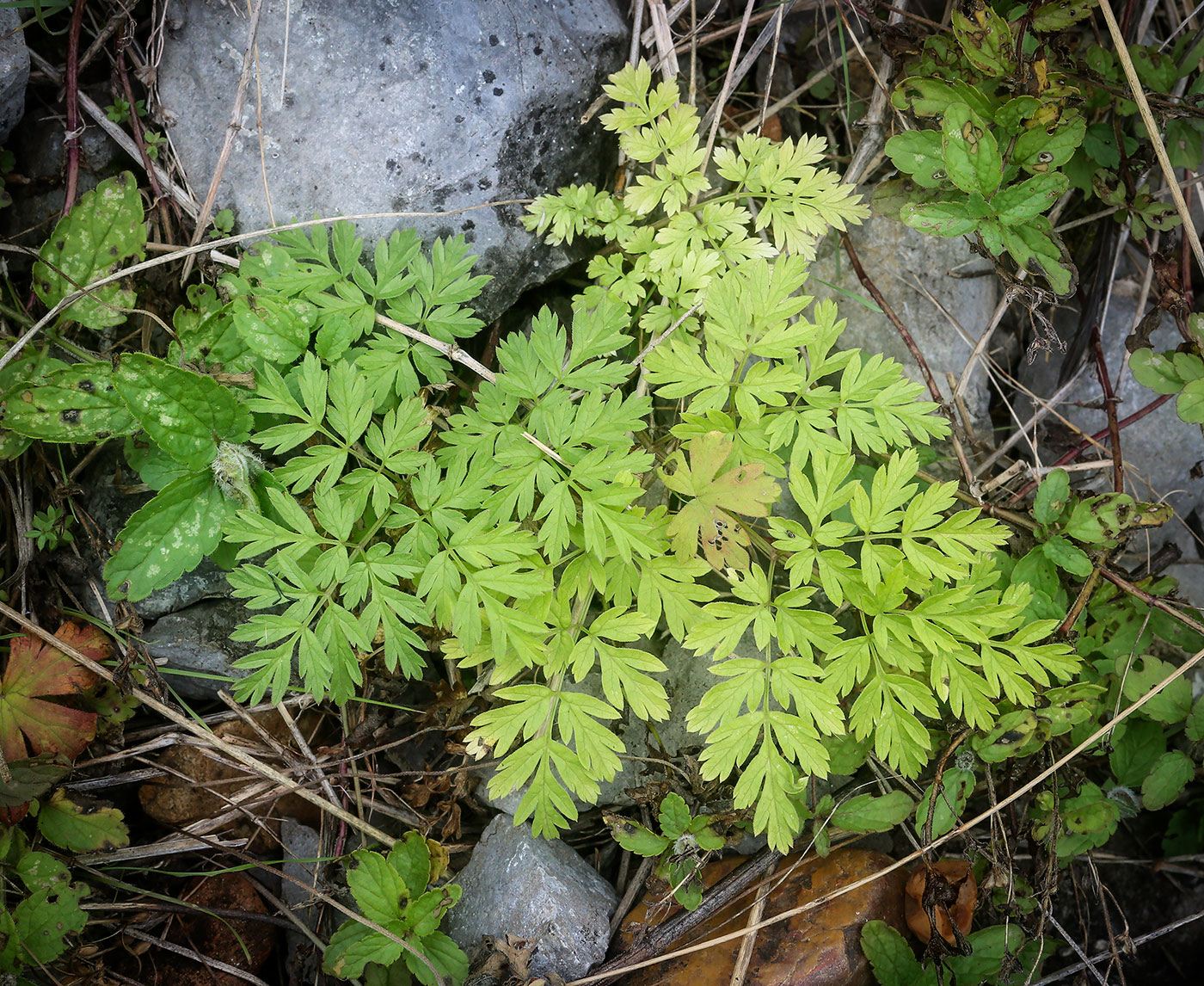 Изображение особи семейство Apiaceae.