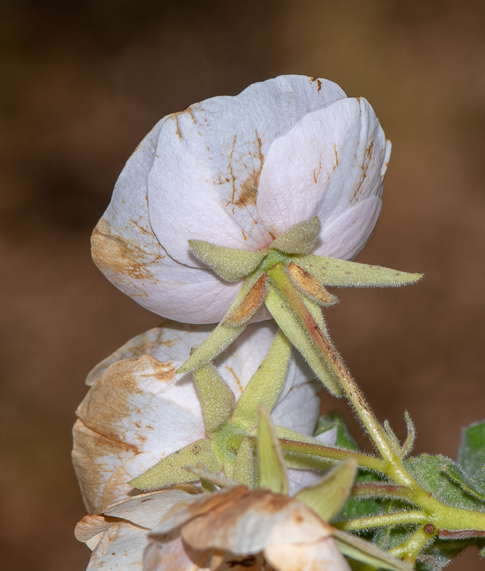 Image of Dombeya burgessiae specimen.