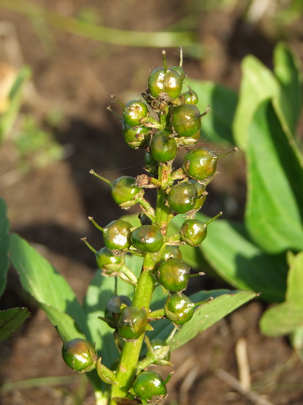 Image of Menyanthes trifoliata specimen.