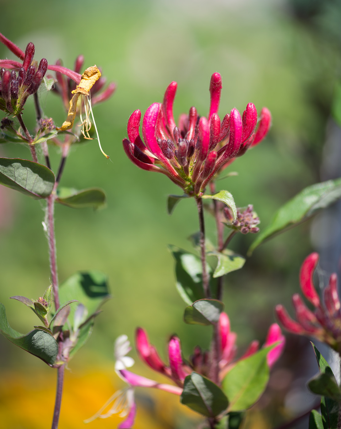 Image of Lonicera periclymenum specimen.