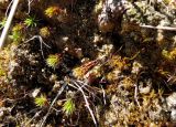 Polytrichum juniperinum