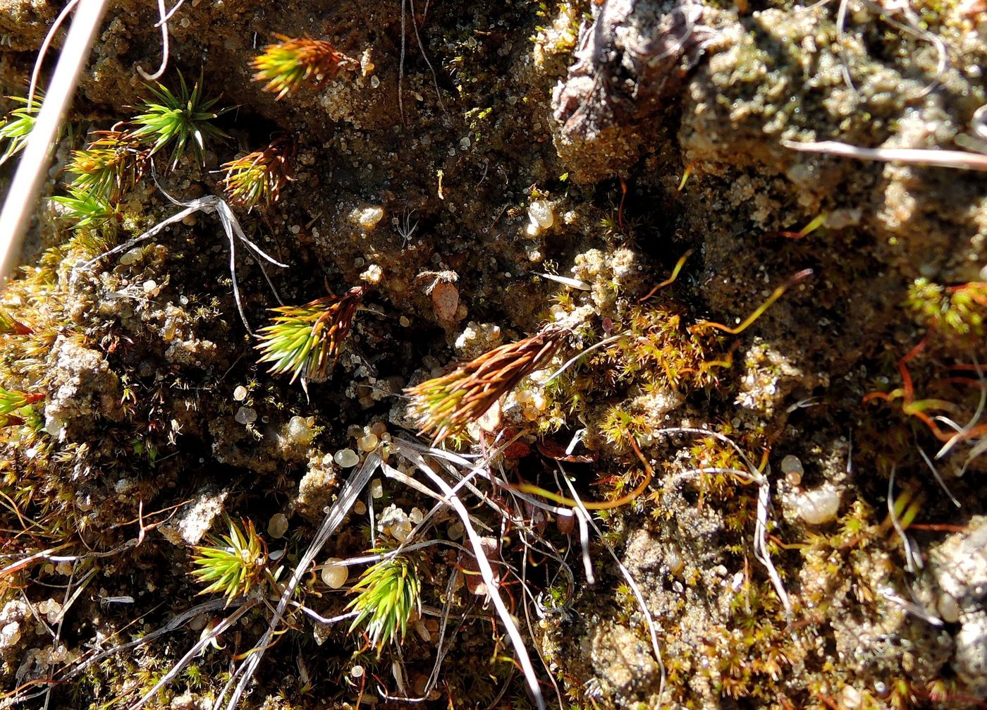 Изображение особи Polytrichum juniperinum.