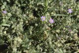 genus Spergularia