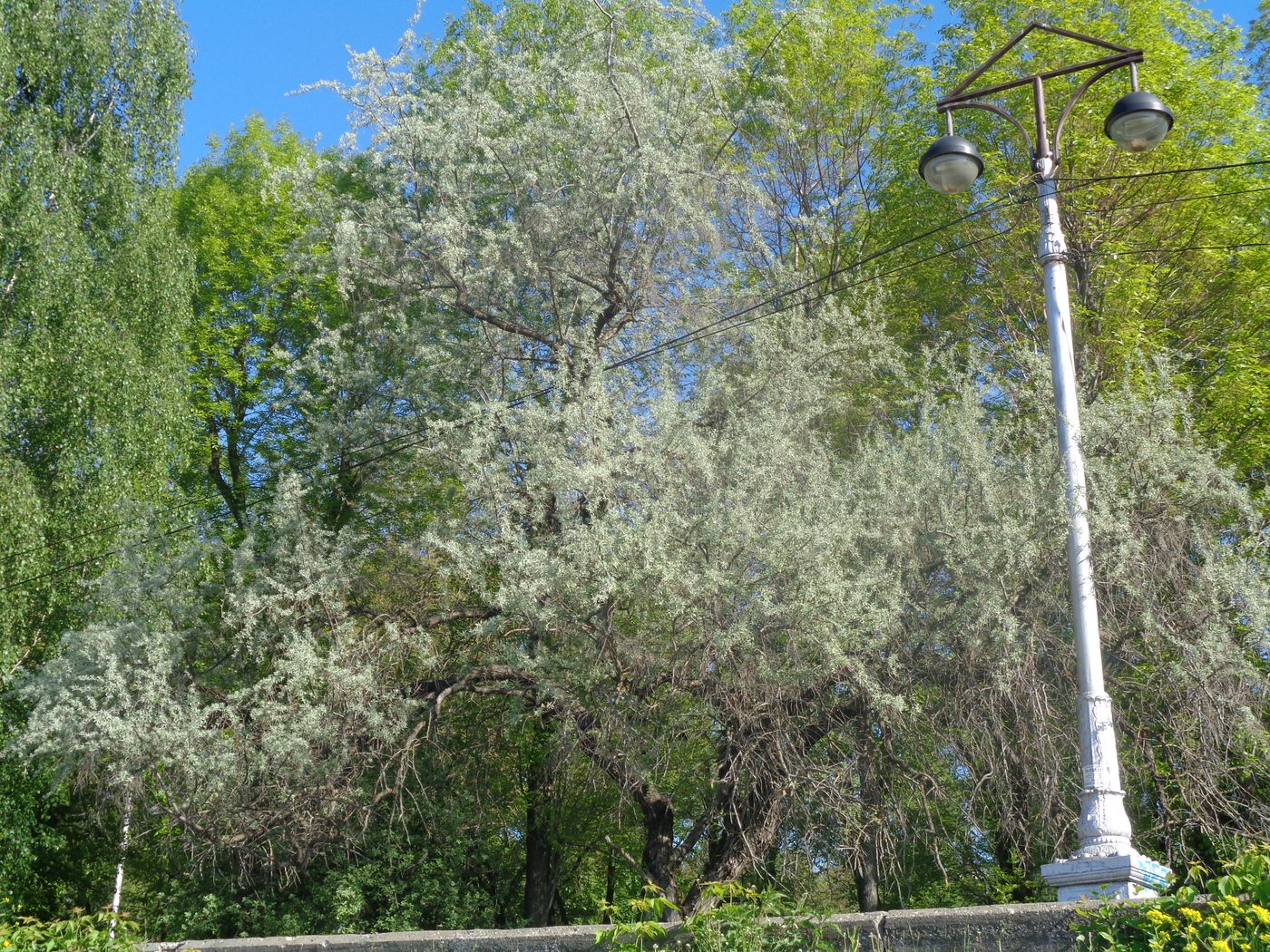 Изображение особи Elaeagnus angustifolia.