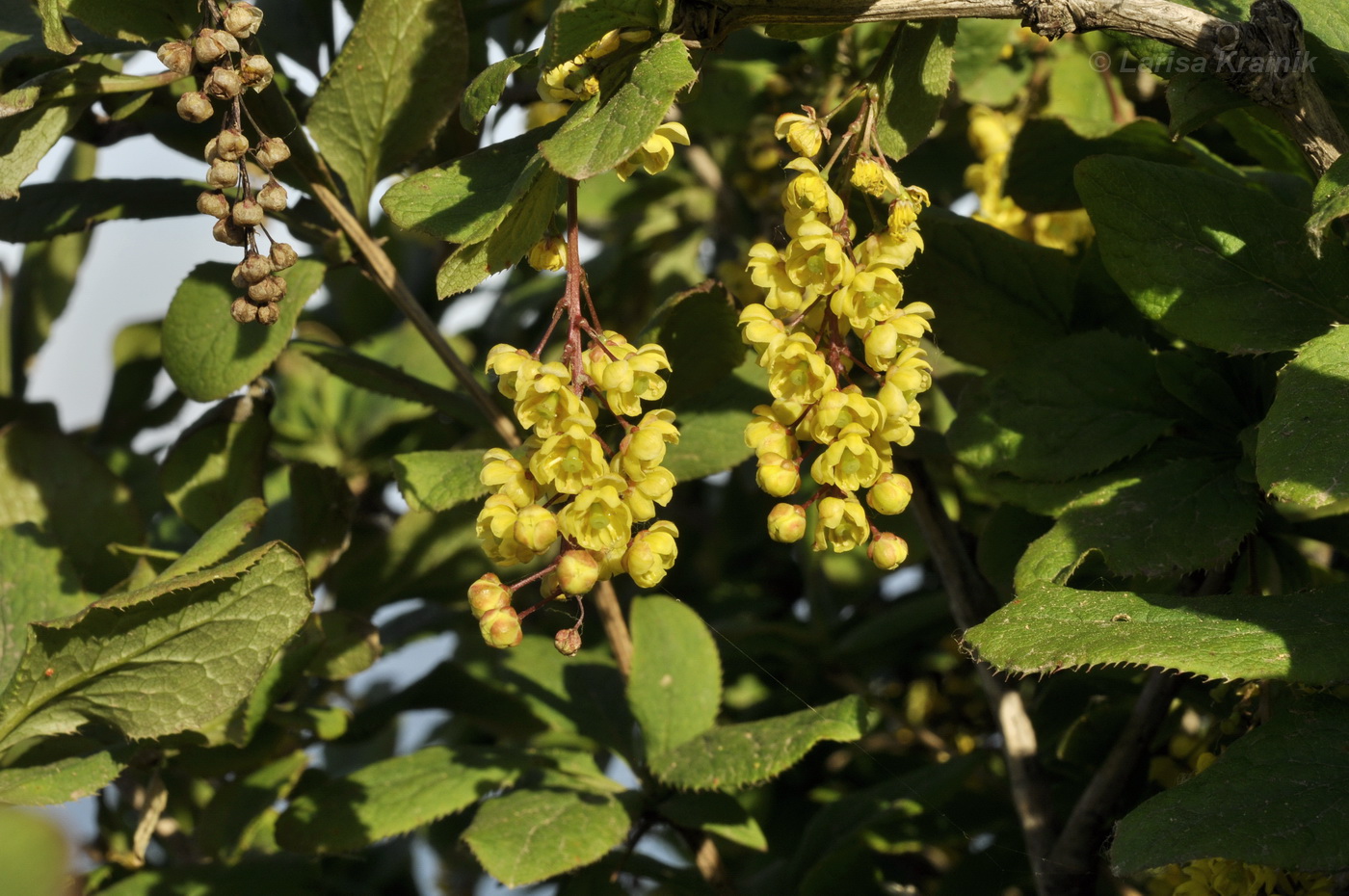 Image of Berberis amurensis specimen.