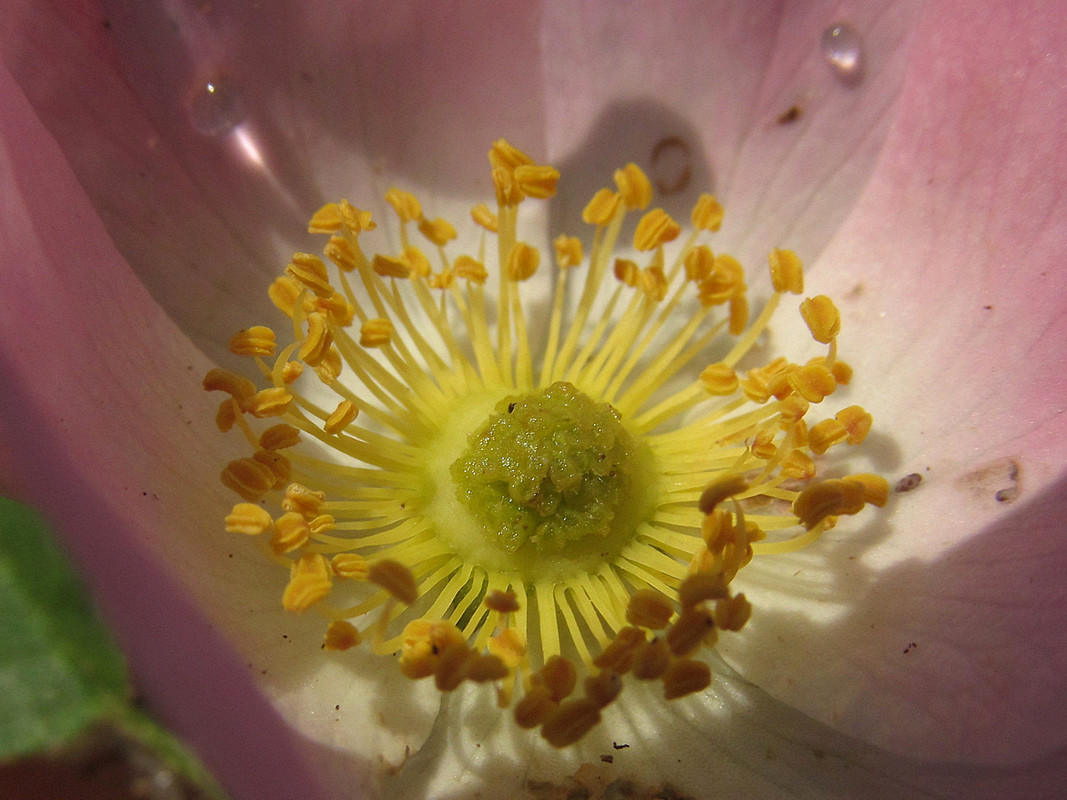 Image of Rosa rubiginosa specimen.