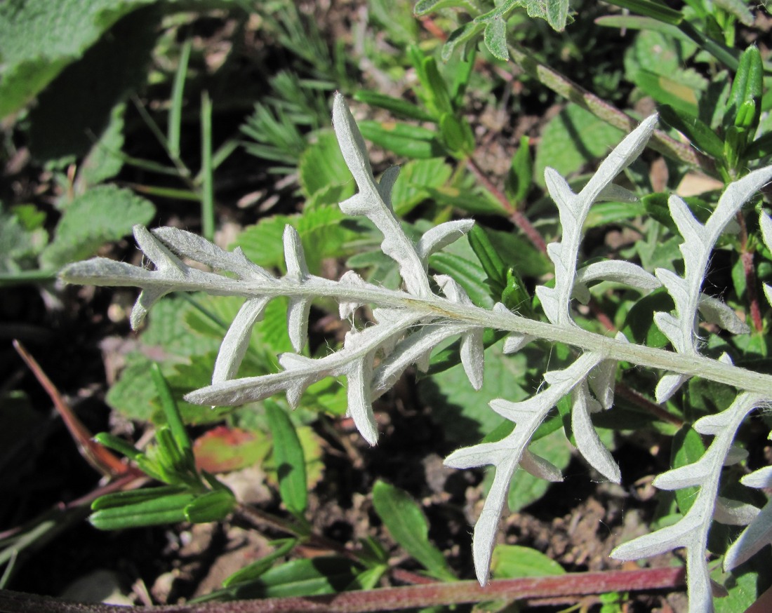 Изображение особи Psephellus absinthifolius.