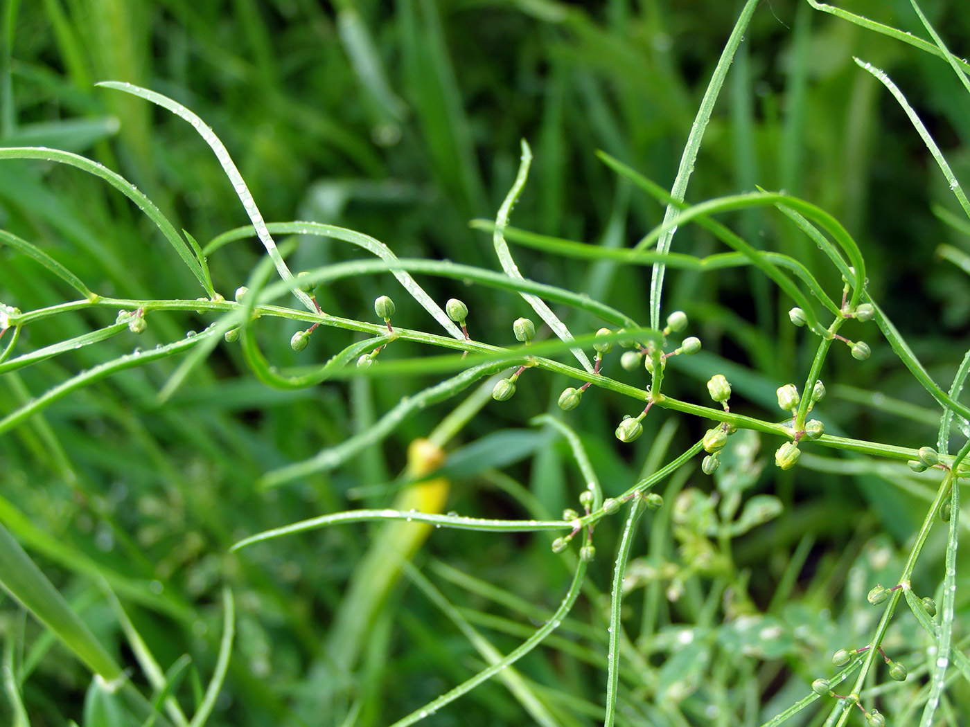 Image of Asparagus verticillatus specimen.