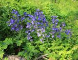 Polemonium laxiflorum