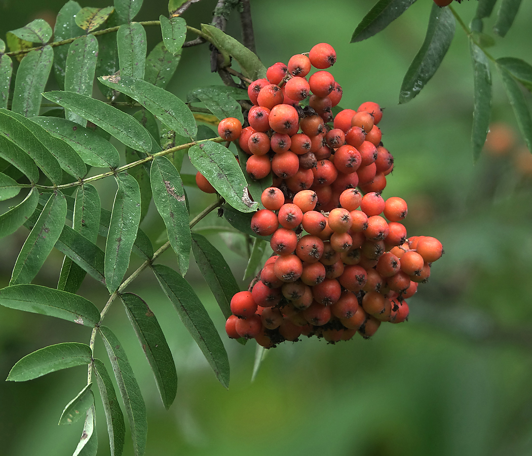 Image of Sorbus aucuparia specimen.