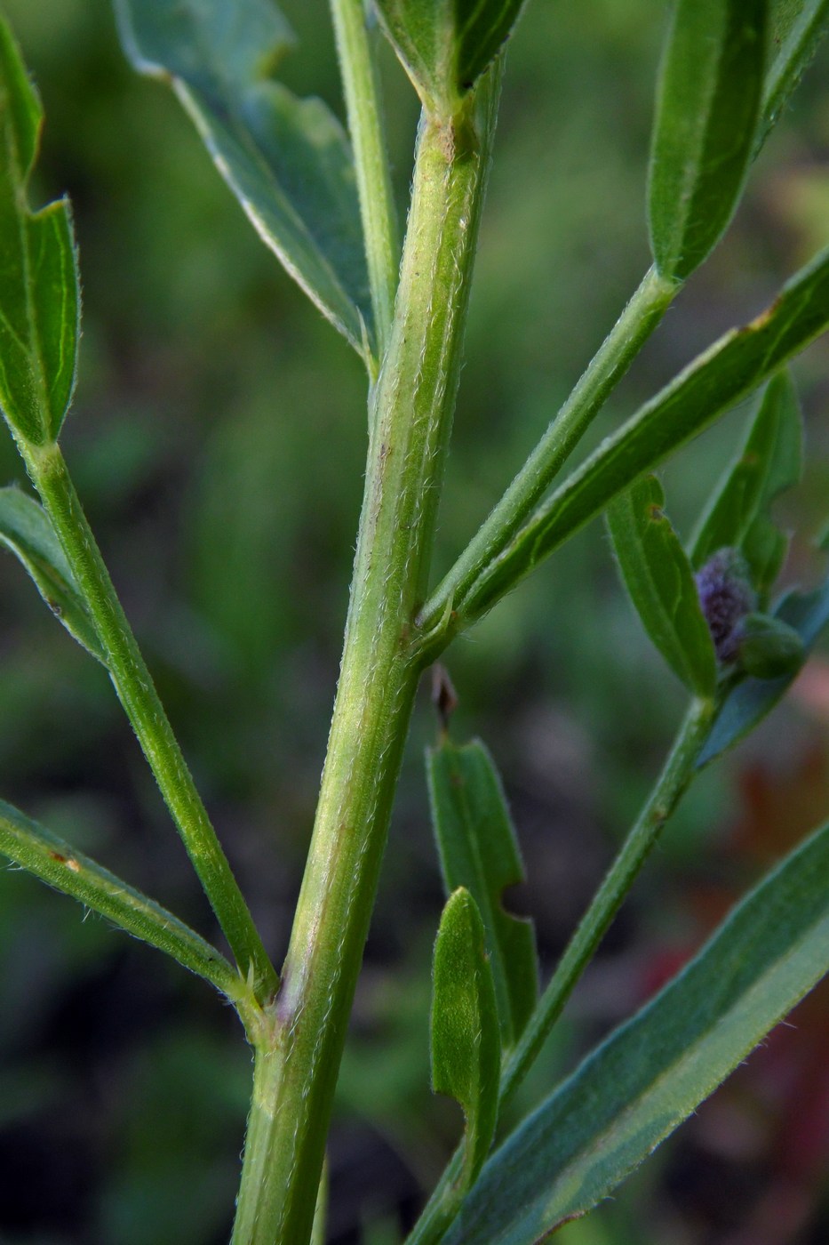 Изображение особи Genista patula.