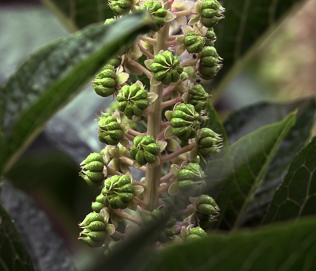 Image of Phytolacca acinosa specimen.