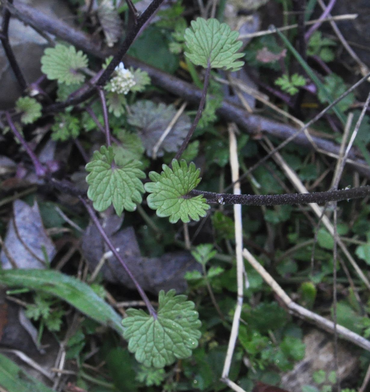 Image of Sobolewskia clavata specimen.