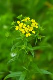 Erysimum aureum. Верхушка цветущего растения. Республика Адыгея, Майкопский р-н, окр. с. Новопрохладное (Сахрай), ур. Брилёво, правый берег р. Сахрай, 770 м н.у.м., широколиственный лес. 28.05.2019.