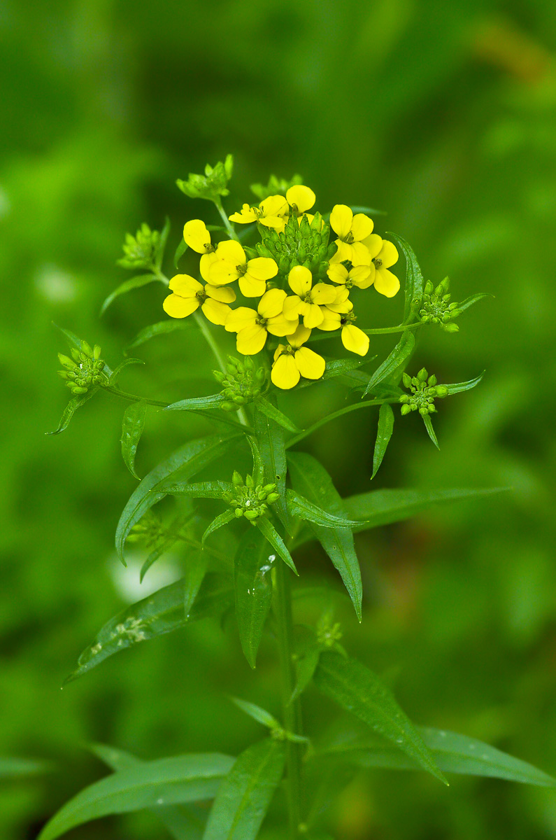 Изображение особи Erysimum aureum.