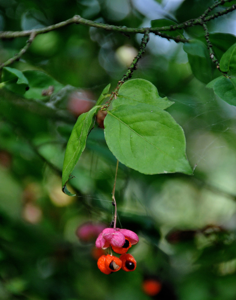 Изображение особи Euonymus verrucosus.