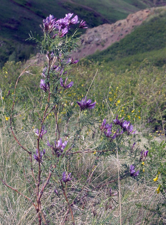 Image of Astragalus oropolitanus specimen.